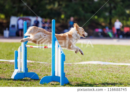 Border Collie jumping over the hurdle on its course in dog agility event Border Collie jumping over the hurdle on its course in dog agility event 116688745