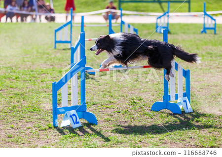 Border Collie jumping over the hurdle on its course in dog agility event Border Collie jumping over the hurdle on its course in dog agility event 116688746