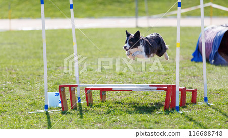 Border Collie jumping over the hurdle on its course in dog agility event Border Collie jumping over the hurdle on its course in dog agility event 116688748