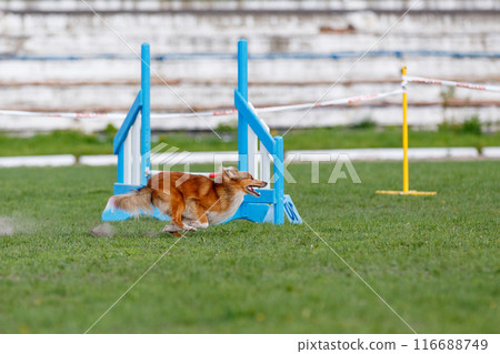 Sheltie runnig towards the hurdle on its course in dog agility event Sheltie runnig towards the hurdle on its course in dog agility event 116688749