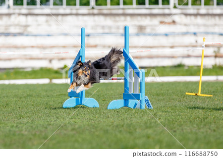 Sheltie jumping over the hurdle on its course in dog agility event 116688750