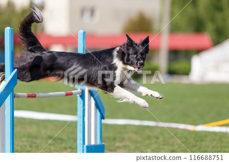 Border Collie jumping over the hurdle on its course in dog agility event Border Collie jumping over the hurdle on its course in dog agility event 116688751