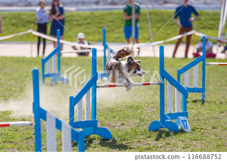 Border Collie jumping over the hurdle on its course in dog agility event 116688752
