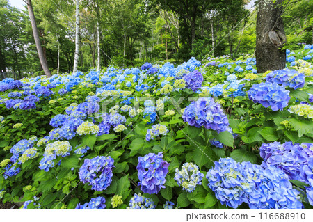 Fujimi Kogen Resort Shirakaba area in full bloom Fujimi Kogen Resort Shirakaba area in full bloom 116688910