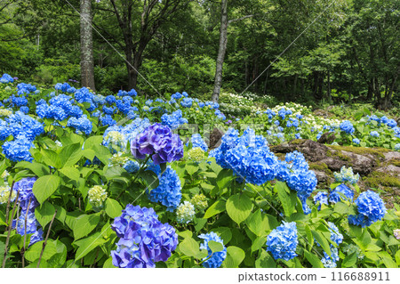 Fujimi Kogen Resort Shirakaba area in full bloom 116688911