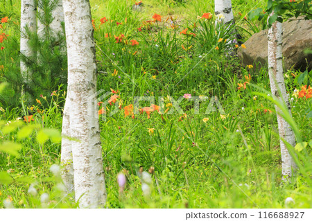 Fujimi Kogen Resort Shirakaba area in full bloom 116688927
