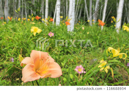 Fujimi Kogen Resort Shirakaba area in full bloom 116688934