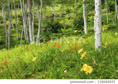 富士見高原度假村白樺地區盛開 116688935