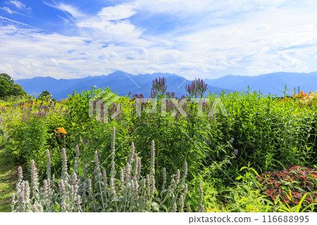 Fujimi Kogen Resort Romance Area in full bloom Fujimi Kogen Resort Romance Area in full bloom 116688995