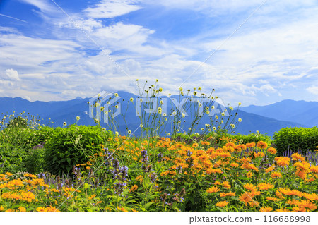 Fujimi Kogen Resort Romance Area in full bloom 116688998