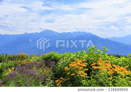 富士見高原度假村浪漫區盛開 富士見高原度假村浪漫區盛開 116689008