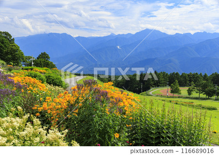 富士見高原度假村浪漫區盛開 116689016