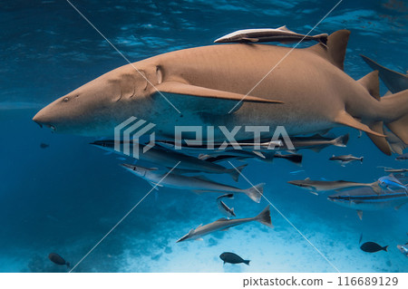 Nurse shark close up underwater in clear blue sea. Nurse shark close up underwater in clear blue sea. 116689129