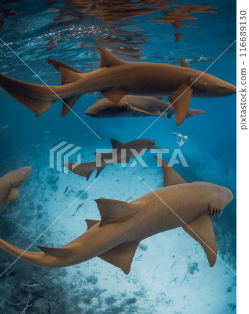 Group of nurse sharks in blue ocean. 116689130
