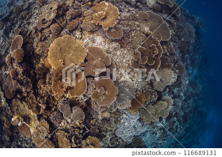 Amazing corals underwater in blue ocean in Maldives. 116689131