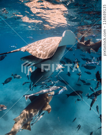 Stingray, sharks and a lot of fish swims undersea in ocean. Stingray, sharks and a lot of fish swims undersea in ocean. 116689135