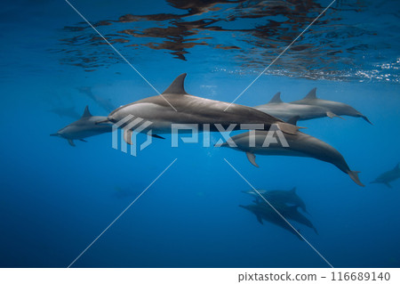 Dolphins swims underwater in blue sea. Dolphins pod in Indian ocean 116689140