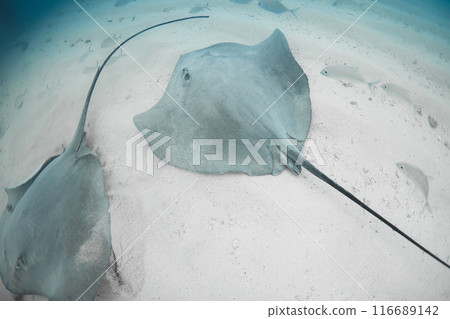 Stingray underwater on sandy sea bottom. Sting rays in tropical blue sea Stingray underwater on sandy sea bottom. Sting rays in tropical blue sea 116689142