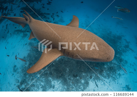 Nurse shark underwater in tropical sea on Maldives Nurse shark underwater in tropical sea on Maldives 116689144
