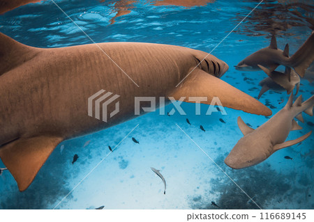 Nurse shark underwater in tropical sea. Close up view of shark Nurse shark underwater in tropical sea. Close up view of shark 116689145