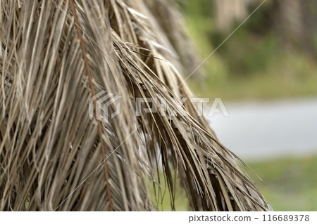 Dry dead palm tree on Florida home backyard Dry dead palm tree on Florida home backyard 116689378