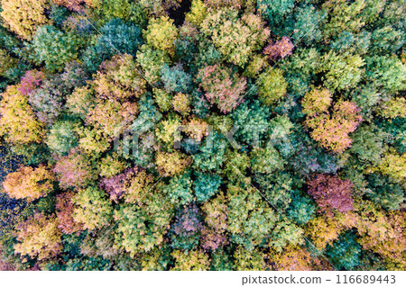 Colorful woods with yellow and orange canopies in autumn forest. Landscape of wild nature in autumn Colorful woods with yellow and orange canopies in autumn forest. Landscape of wild nature in autumn 116689443