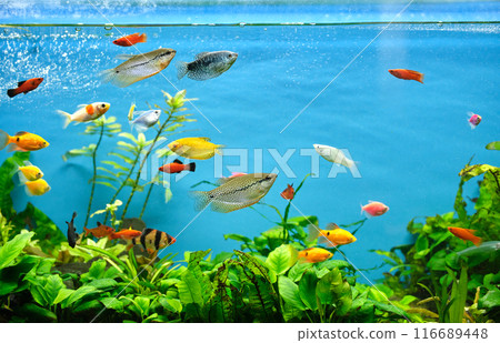 Colorful exotic fish swimming in deep blue water aquarium with green tropical plants 116689448
