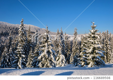 Bright winter landscape with pine trees covered with fresh fallen snow in mountain forest on cold wintry day. Bright winter landscape with pine trees covered with fresh fallen snow in mountain forest on cold wintry day. 116689508