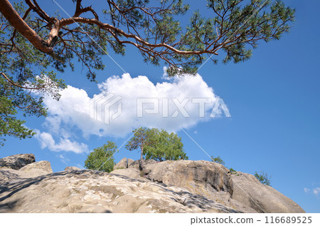 Big old pine tree growing on rocky mountain top under blue sky on summer mountain view background 116689525