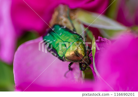 A bronze beetle with a colored shiny shell in a rose flower A bronze beetle with a colored shiny shell in a rose flower 116690201