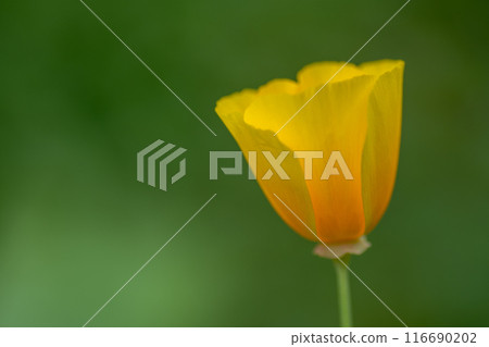 Yellow flashlight on a flower bed Yellow flashlight on a flower bed 116690202