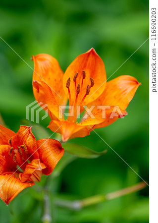 Bright red blooming lily on a green background 116690203