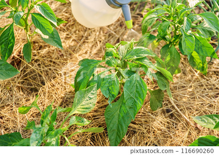 Close-up gardener hands with sprayer, spraying sweet bell pepper plant on wooden raised bed box Close-up gardener hands with sprayer, spraying sweet bell pepper plant on wooden raised bed box 116690260
