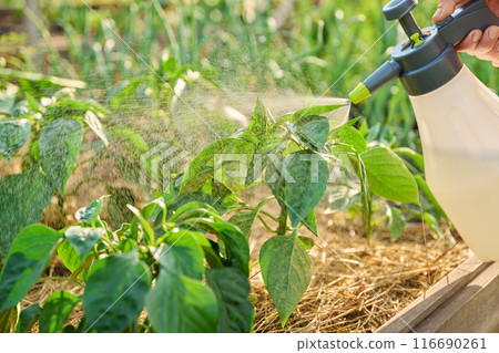 Close-up gardener hands with sprayer, spraying sweet bell pepper plant on wooden raised bed box 116690261