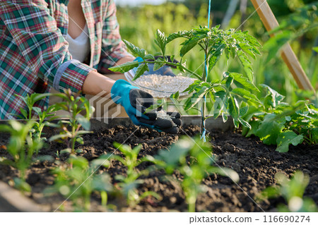 Close up of mineral fertilizers in hands, fertilizing tomato plant Close up of mineral fertilizers in hands, fertilizing tomato plant 116690274