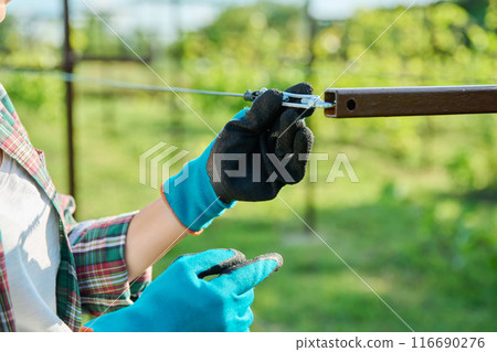 Vineyard, female farmer adjusting the tension of trellis for growing grape vines Vineyard, female farmer adjusting the tension of trellis for growing grape vines 116690276