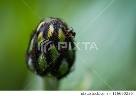 An ant on the bud of a garden flowerAn ant on the bud of a garden flower An ant on the bud of a garden flowerAn ant on the bud of a garden flower 116690286