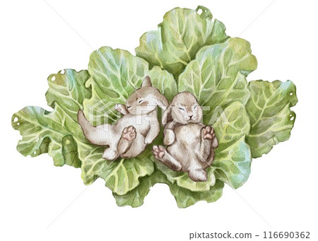 Two sleeping baby bunnies snuggle in a growing cabbage. Ideal for baby shower, children's book illustrations, clothing, greeting cards or farm-themed marketing materials. Wellness blogs, gift shops. 116690362