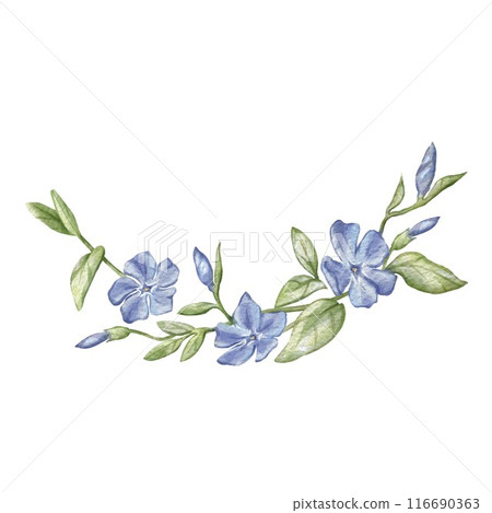 Blue periwinkle flower with stem and leaves isolated on white background Can be used for wallpapers, bed linen or plates, business or greeting cards, Eco-Friendly packaging, educational illustration Blue periwinkle flower with stem and leaves isolated on white background Can be used for wallpapers, bed linen or plates, business or greeting cards, Eco-Friendly packaging, educational illustration 116690363