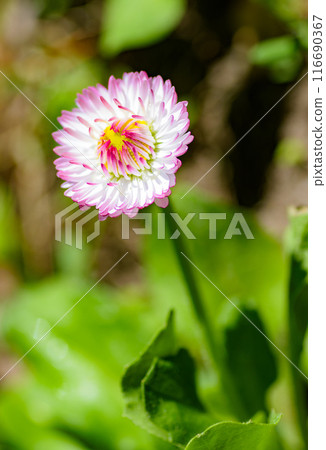 A small flowering daisy on a green background A small flowering daisy on a green background 116690367