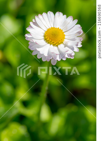 A small flowering daisy on a green background A small flowering daisy on a green background 116690368
