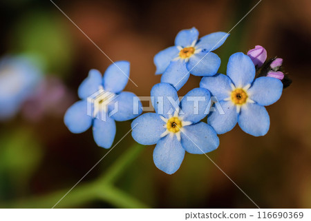 Blue flowers of field forget-me-nots Blue flowers of field forget-me-nots 116690369