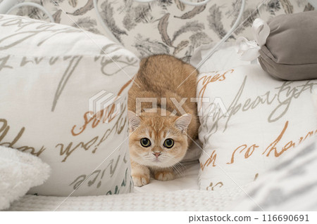 Pets. A beautiful red kitten, Scottish Fold breed, sits on a bed in the middle of white pillows and looks fearfully at the camera with big eyes. Pets. A beautiful red kitten, Scottish Fold breed, sits on a bed in the middle of white pillows and looks fearfully at the camera with big eyes. 116690691