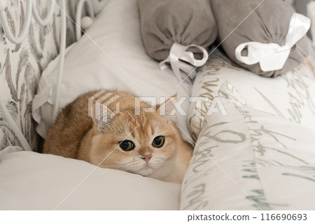 Pets. A beautiful red kitten, Scottish Fold breed, sits on a bed in the middle of white pillows and looks fearfully at the camera with big eyes. Pets. A beautiful red kitten, Scottish Fold breed, sits on a bed in the middle of white pillows and looks fearfully at the camera with big eyes. 116690693