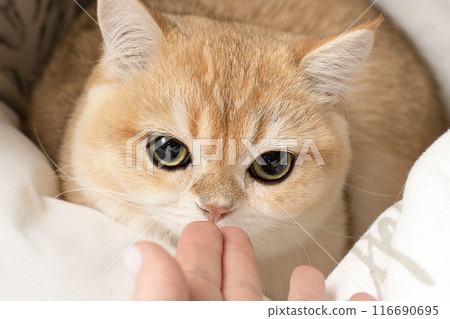 Pets. A beautiful red Scottish Fold kitten sits on a bed in the middle of white pillows and fearfully sniffs its owner s hand. Concept. Pets. A beautiful red Scottish Fold kitten sits on a bed in the middle of white pillows and fearfully sniffs its owner s hand. Concept. 116690695