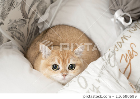 Pets. A beautiful red kitten, Scottish Fold breed, sits on a bed in the middle of white pillows and looks fearfully at the camera with big eyes. 116690699
