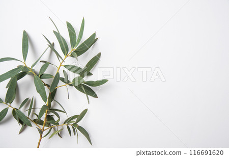 fresh eucalyptus branch on a white  background. Top view and copy space 116691620