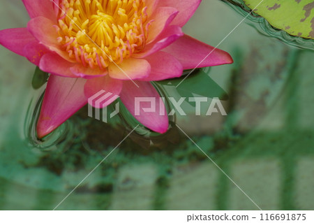 蓮花,睡蓮科,植物園 蓮花,睡蓮科,植物園 116691875