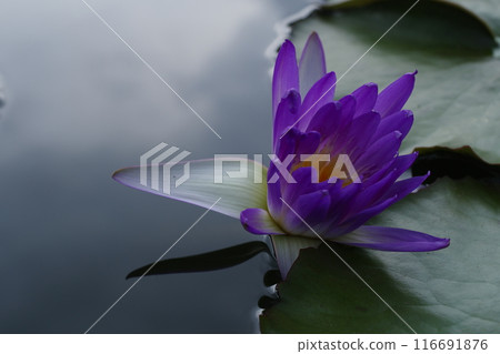 蓮花,睡蓮科,植物園 蓮花,睡蓮科,植物園 116691876