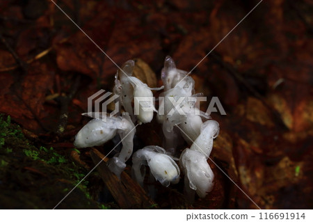 Silver bellflower in early summer 116691914